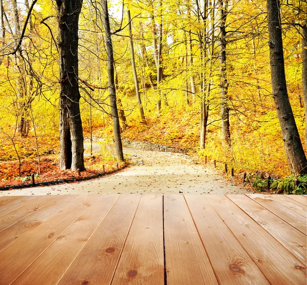 美しい秋の森. — ストック写真