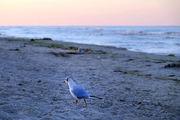海鸥在沙滩上 — 图库照片