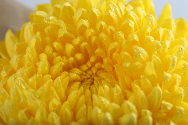 Zonnige gele chrysant — Stockfoto