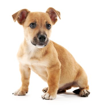 Yavru köpek beyazda izole edilmiş.