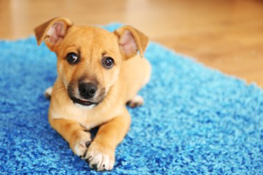 Bir halı üzerinde oynarken kukla