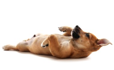 Yavru köpek beyazda izole edilmiş.