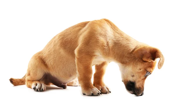 Komik köpek yavrusu üzerinde beyaz izole — Stok fotoğraf