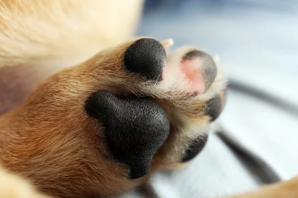 Dog's paw closeup — Stock Photo, Image