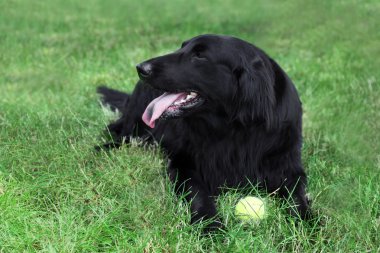 Topu ile büyük siyah köpek  