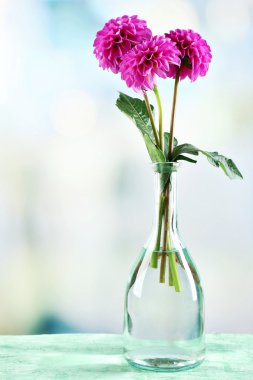 Cam vazo içinde sunulan güzel Aster