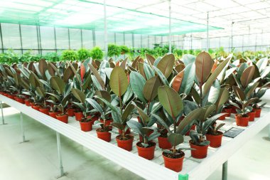 Satılık çiçekler ve bitkiler