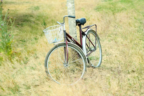 Vintage bicycle with basket in meadow — Stock Photo, Image