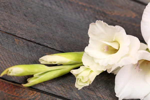 Vackra gladiolus på trä bakgrund — Stockfoto