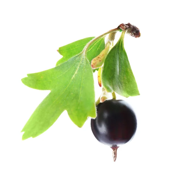 Wilde schwarze Johannisbeere mit grünem Blatt isoliert auf weißem — Stockfoto