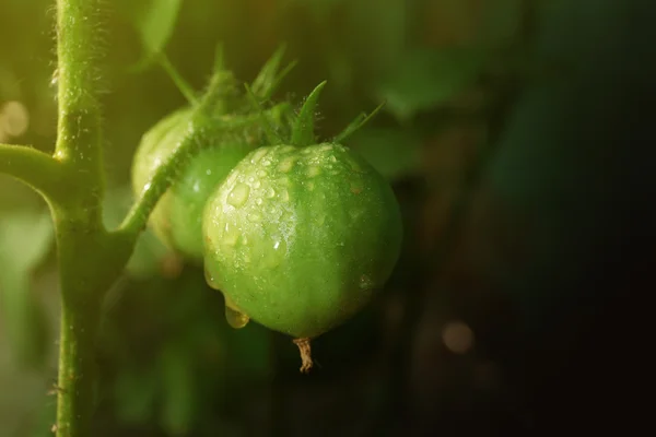 Wet green tomatoes — Stock Photo, Image