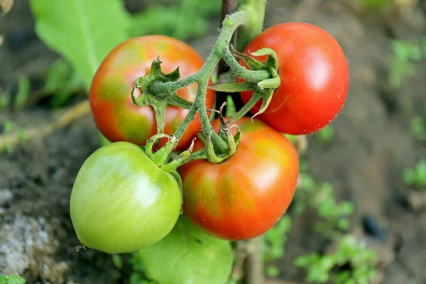 Tomates poussant dans le jardin — Photo