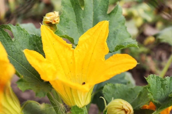 Gele pompoen bloem — Stockfoto