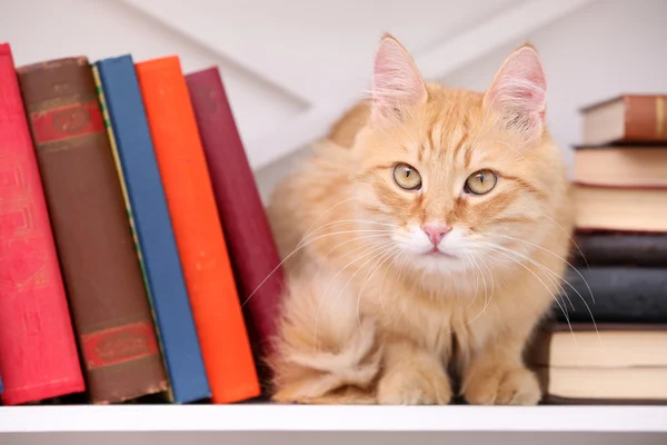 Söt liten katt på hylla med böcker — Stockfoto
