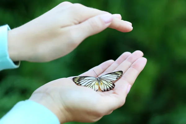 Mariposa colorida en manos femeninas — Foto de Stock