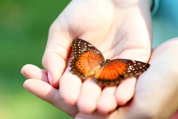 Colorful butterfly in female hands — Stock Photo, Image