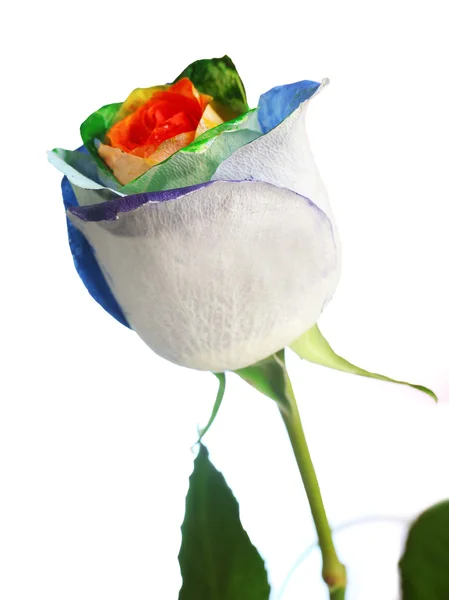 Beautiful painted rose — Stock Photo, Image