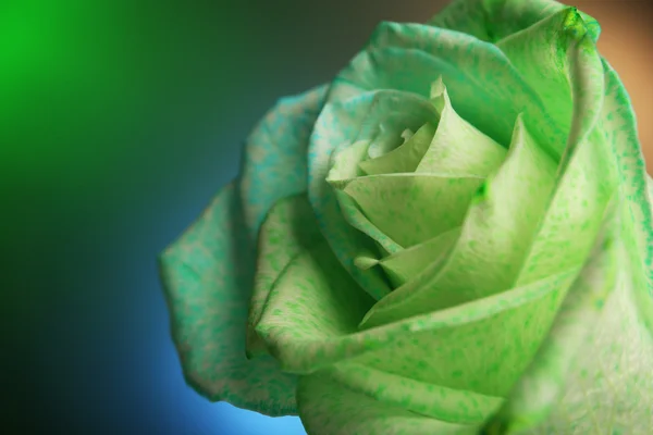 Beautiful green painted rose — Stock Photo, Image