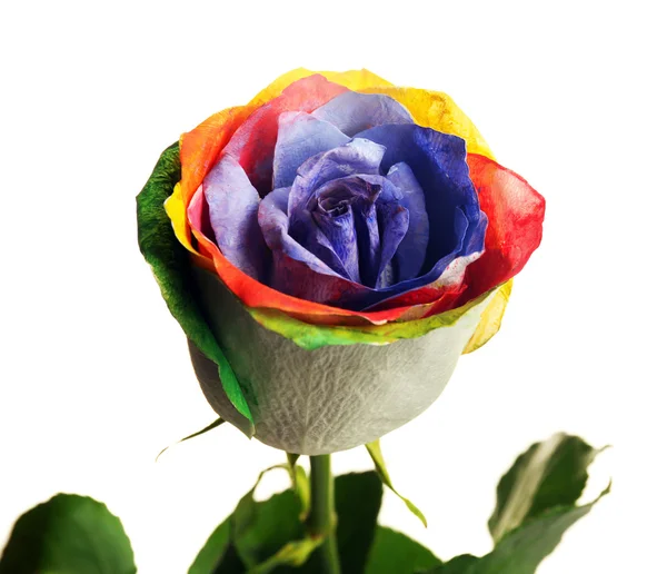 Beautiful painted rose — Stock Photo, Image