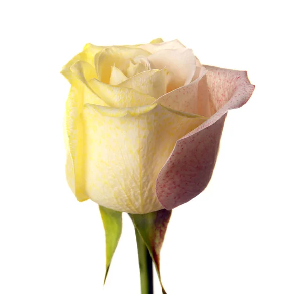 Prachtige gekleurde rose — Stockfoto