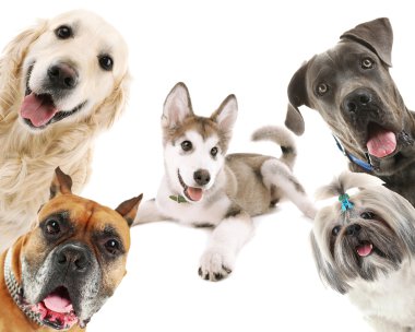 Köpekler üzerinde beyaz izole