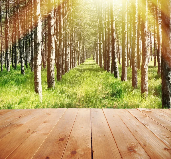 Sonnenlicht im Hintergrund des Waldes — Stockfoto