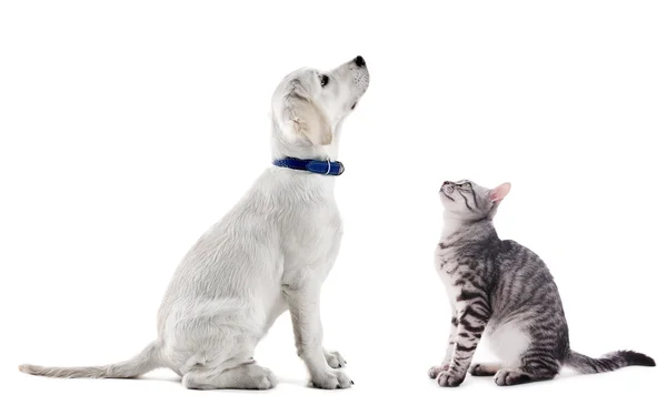 Söt hund och katt isolerad på vit — Stockfoto