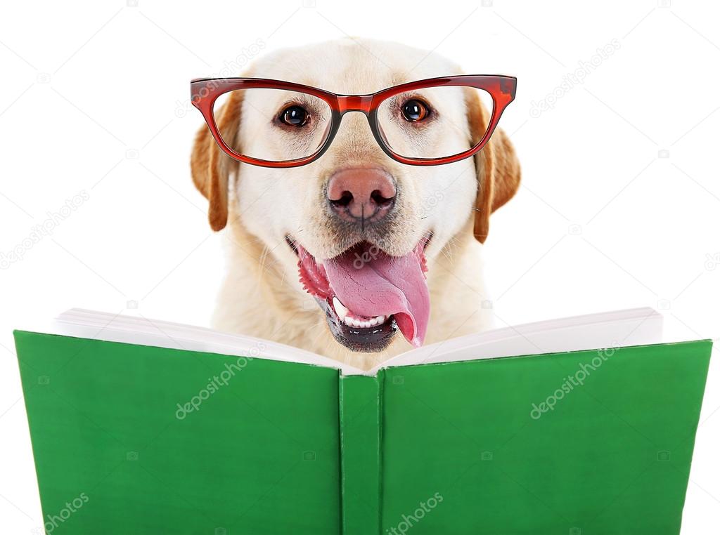 Cute dog in eyeglasses with book