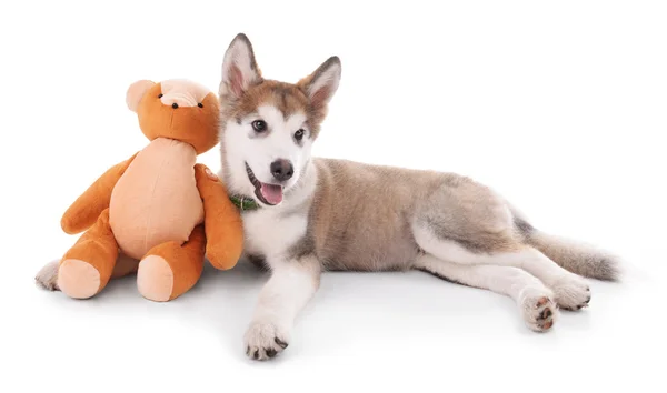 Bonito cachorrinho Malamute — Fotografia de Stock