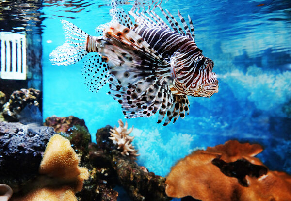 Exotic fish in aquarium