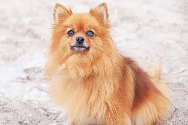 ビーチでかわいい犬を飼って — ストック写真