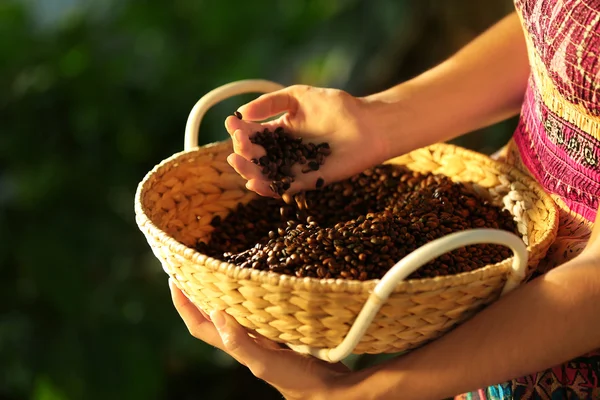 Hembra mano tocando granos de café — Foto de Stock