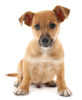 komik köpek yavrusu üzerinde beyaz izole