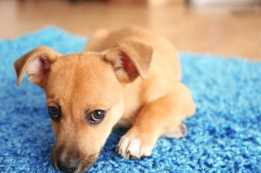 Bir halı üzerinde oynarken kukla