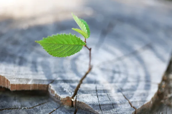 Beautiful seedling growing — Stock Photo, Image