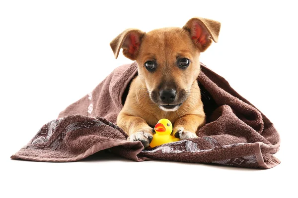 Filhote de cachorro com toalha e pato de brinquedo isolado em branco — Fotografia de Stock