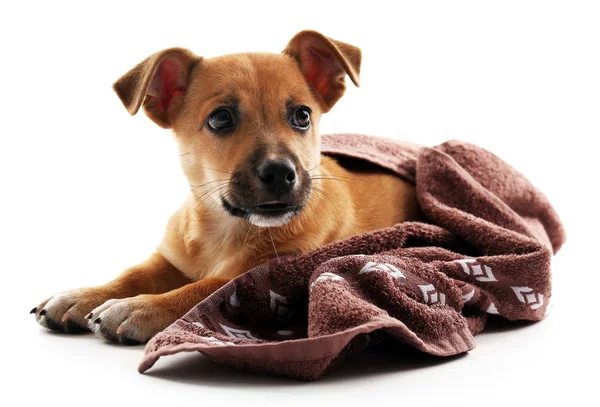 Puppy wrapped in towel isolated on white — Stock Photo, Image