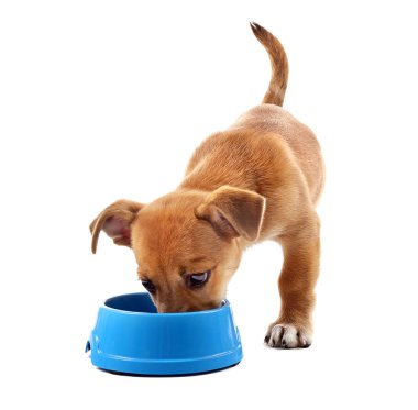 Beyaz izole kase gelen yeme komik köpek yavrusu