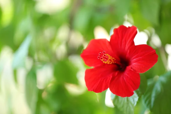 Beautiful hibiscus flower — Stock Photo, Image