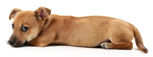 Komik köpek yavrusu üzerinde beyaz izole — Stok fotoğraf