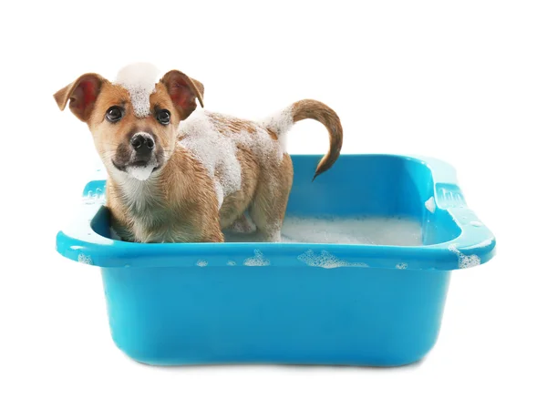 Lindo cachorro en baño —  Fotos de Stock