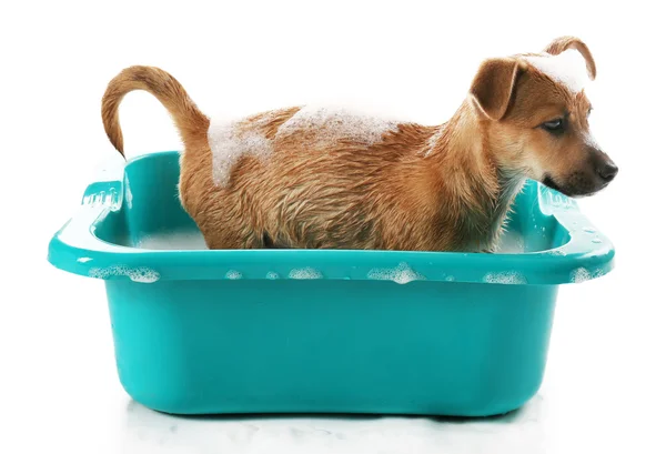 Süße Welpen in der Badewanne — Stockfoto