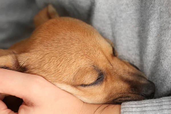 Filhote de cachorro dormindo nos braços da mulher — Fotografia de Stock