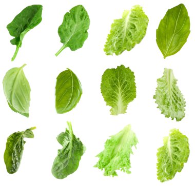 Aromatik bitkilerin yaprakları ile kolaj