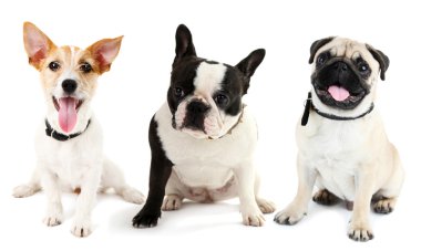 Köpekler üzerinde beyaz izole