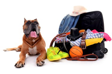 güzel boxer köpek 