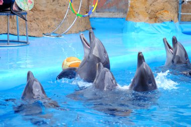 Dolphinarium sevimli yunuslar