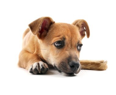 Beyaz izole oyuncak kemik ile köpek yavrusu
