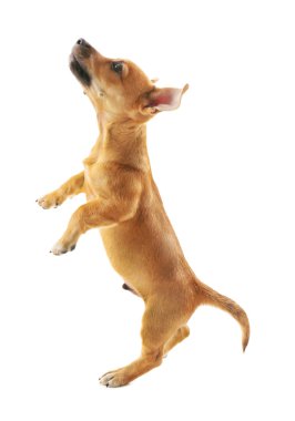 Beyaz izole köpek yavrusu ile oynayan kadın