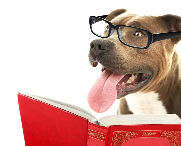 Cute dog in eyeglasses with book — Stock Photo, Image